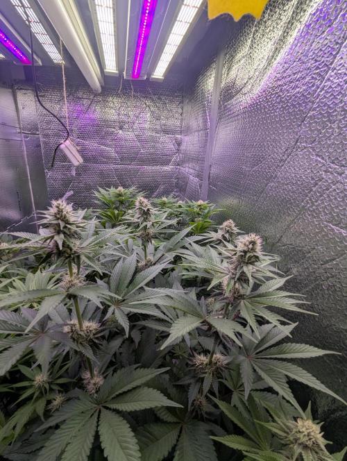 Biotabs/Autopot Tropicana Cherry. Week 9