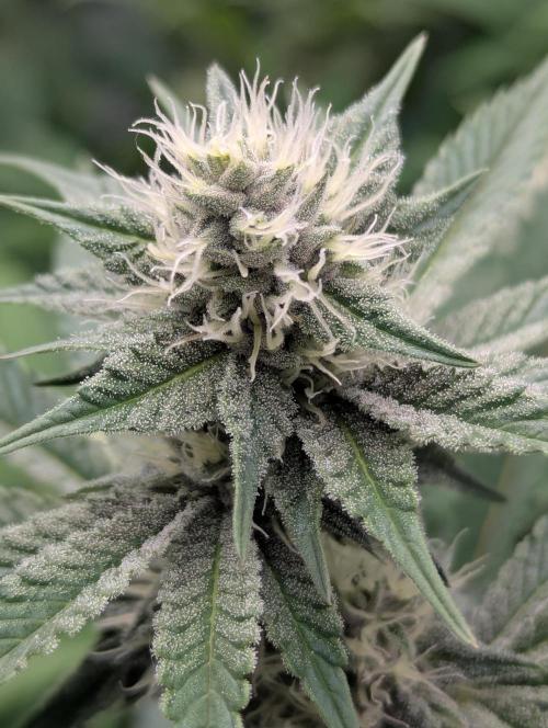 Biotabs/Autopot Tropicana Cherry. Week 9