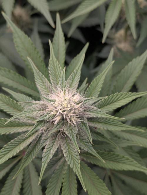 Biotabs/Autopot Tropicana Cherry. Week 9