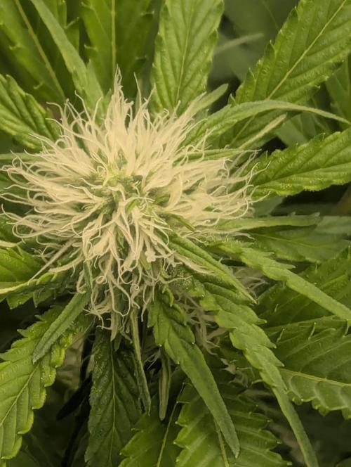 Biotabs/Autopot.- Triple Cheese. Week 9