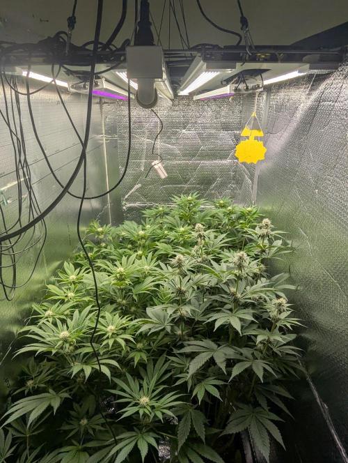 Biotabs/Autopot.- Triple Cheese. Week 9