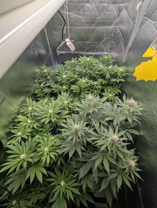 Biotabs/Autopot.- Triple Cheese. Week 9