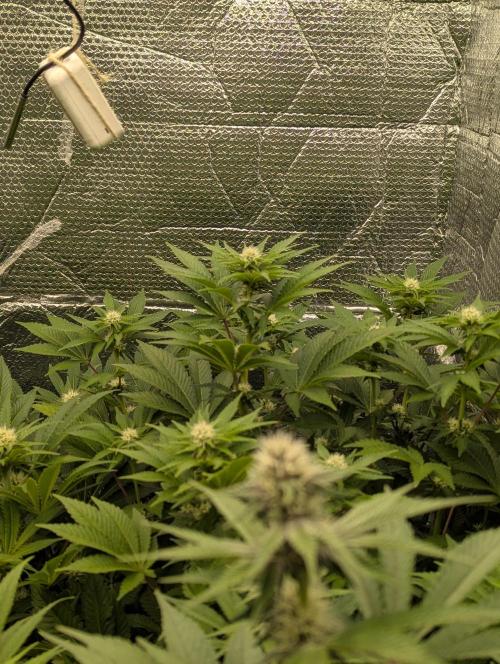 Biotabs/Autopot.- Triple Cheese. Week 9