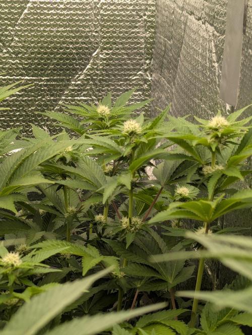 Biotabs/Autopot.- Triple Cheese. Week 9