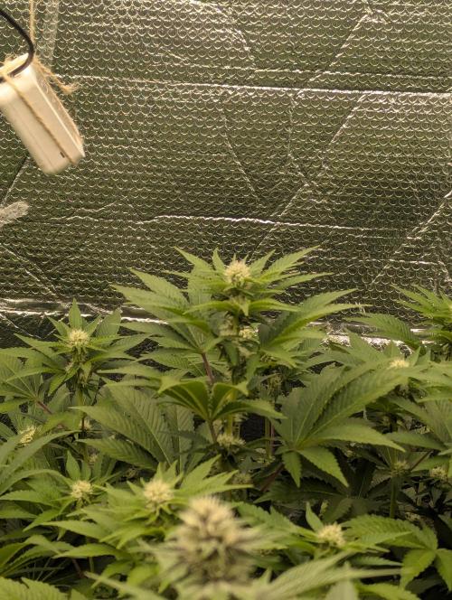 Biotabs/Autopot.- Triple Cheese. Week 9