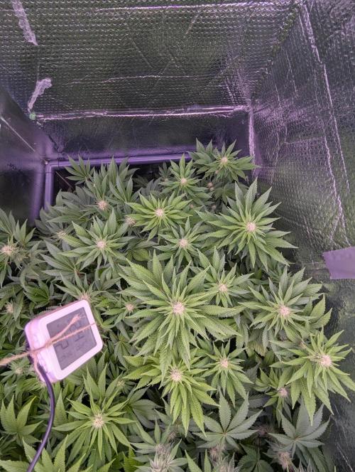 Biotabs/Autopot.- Triple Cheese. Week 9