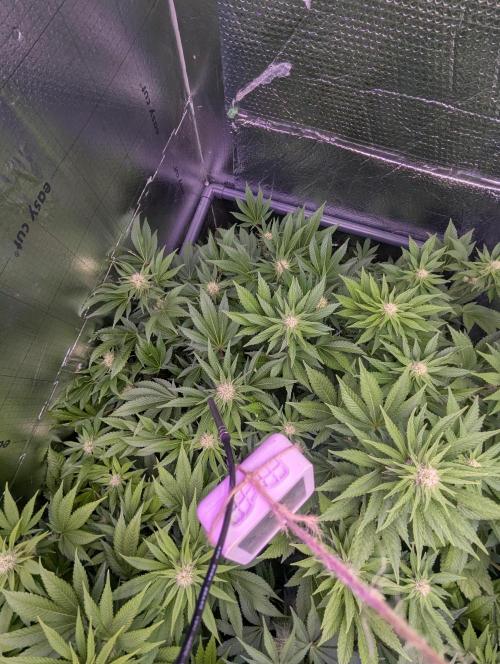 Biotabs/Autopot.- Triple Cheese. Week 9