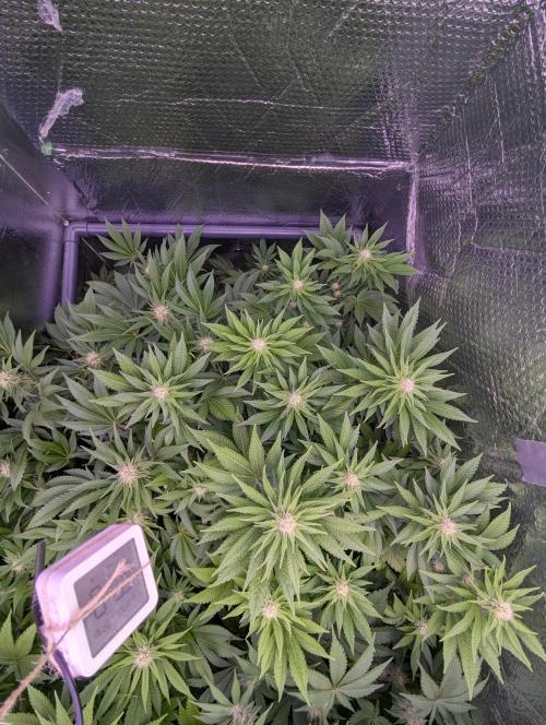 Biotabs/Autopot.- Triple Cheese. Week 9