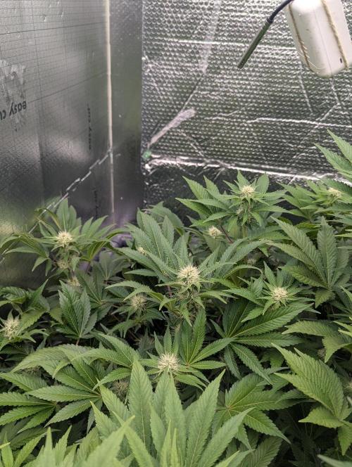 Biotabs/Autopot.- Triple Cheese. Week 9