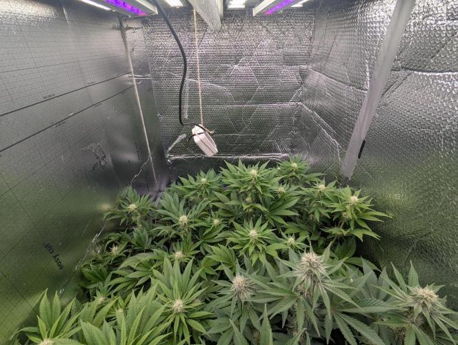 Biotabs/Autopot.- Triple Cheese. Week 9