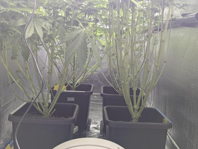 Biotabs/Autopot.- Triple Cheese. Week 9