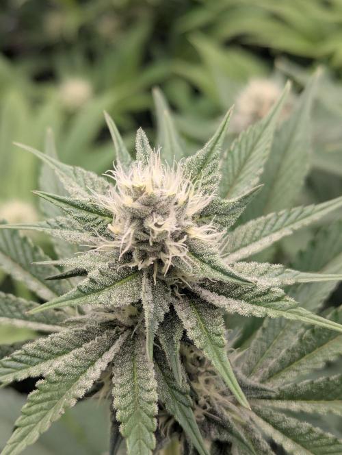 Biotabs/Autopot Tropicana Cherry. Week 10