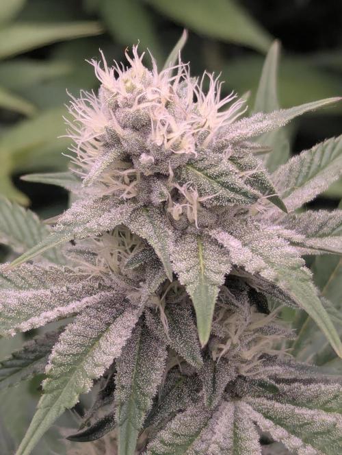 Biotabs/Autopot Tropicana Cherry. Week 10