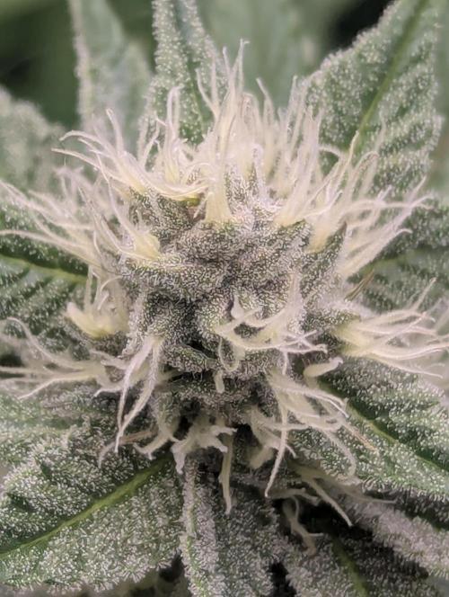 Biotabs/Autopot Tropicana Cherry. Week 10