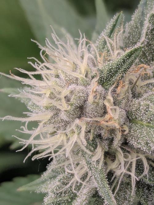 Biotabs/Autopot Tropicana Cherry. Week 10