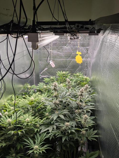 Biotabs/Autopot Tropicana Cherry. Week 10