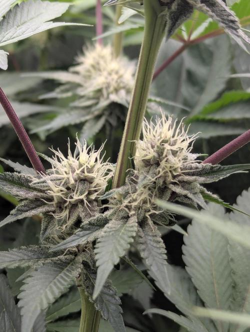 Biotabs/Autopot Tropicana Cherry. Week 10