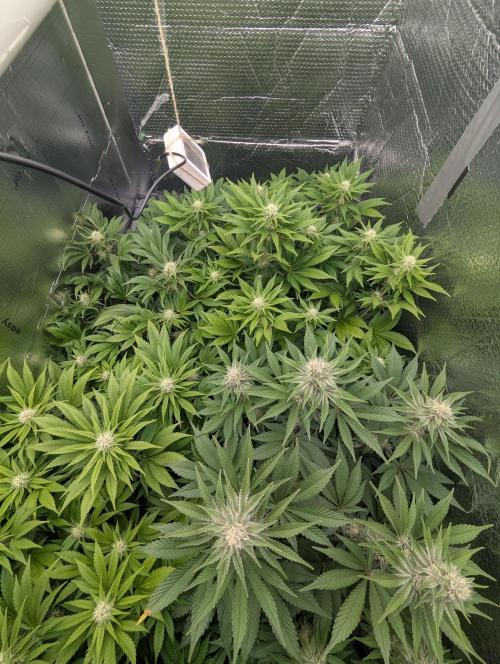 Biotabs/Autopot Tropicana Cherry. Week 10