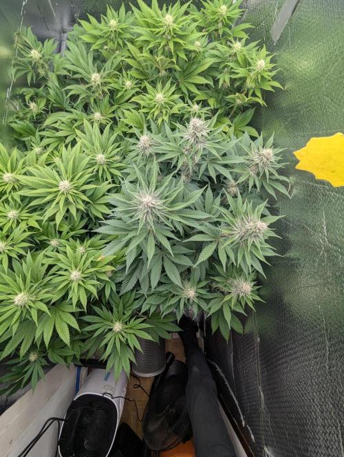 Biotabs/Autopot Tropicana Cherry. Week 10