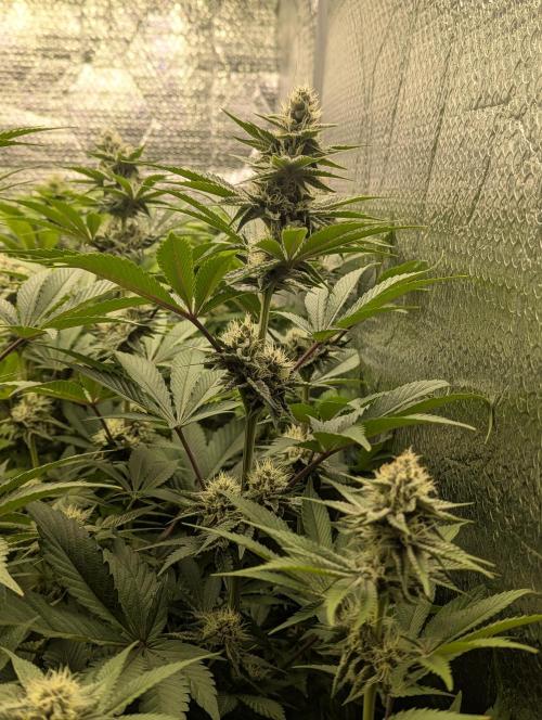 Biotabs/Autopot Tropicana Cherry. Week 10