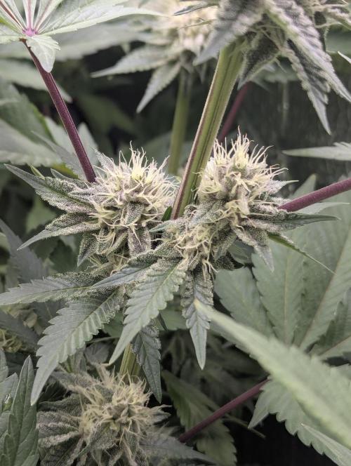 Biotabs/Autopot Tropicana Cherry. Week 10