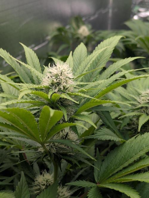 Biotabs/Autopot.- Triple Cheese. Week 10