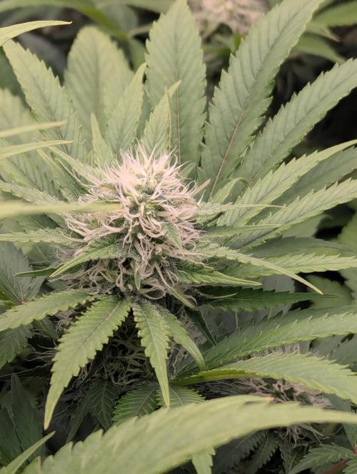 Biotabs/Autopot.- Triple Cheese. Week 10