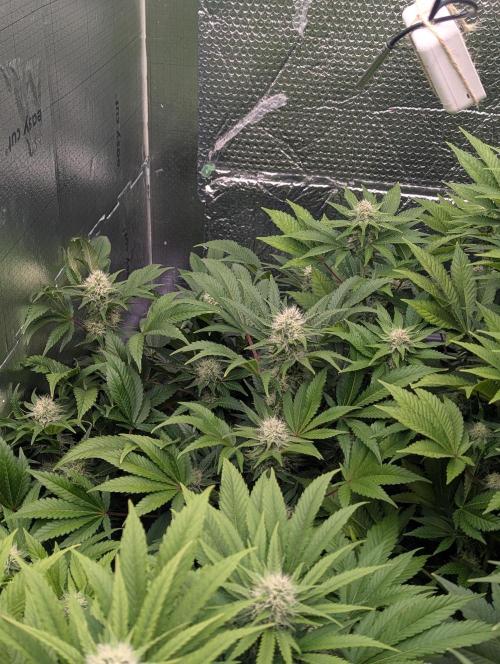 Biotabs/Autopot.- Triple Cheese. Week 10