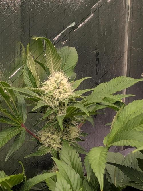 Biotabs/Autopot.- Triple Cheese. Week 10