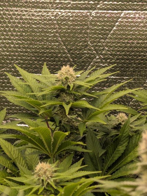 Biotabs/Autopot.- Triple Cheese. Week 10