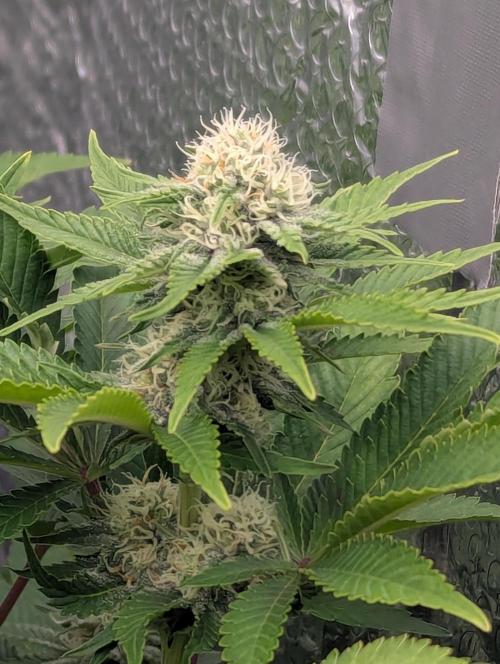 Biotabs/Autopot.- Triple Cheese. Week 10