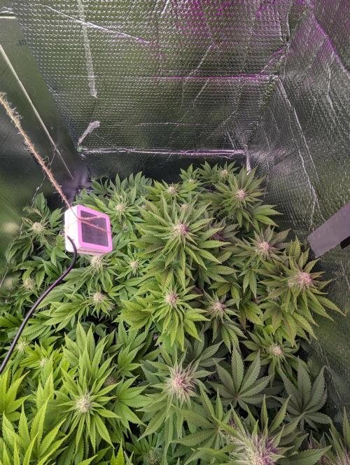 Biotabs/Autopot.- Triple Cheese. Week 10