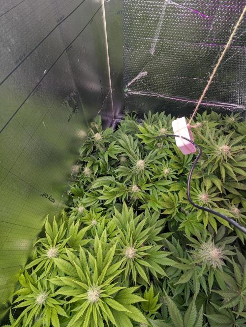 Biotabs/Autopot.- Triple Cheese. Week 10