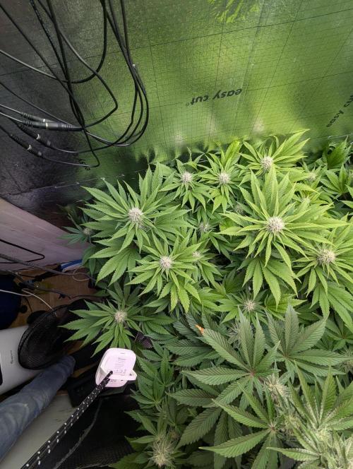 Biotabs/Autopot.- Triple Cheese. Week 10