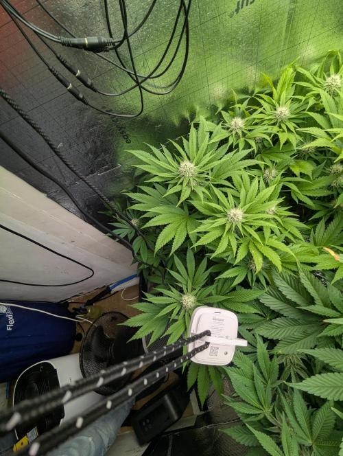 Biotabs/Autopot.- Triple Cheese. Week 10