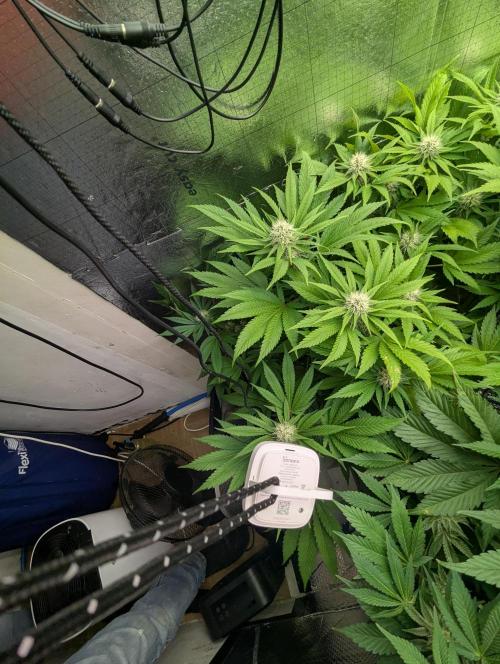 Biotabs/Autopot.- Triple Cheese. Week 10