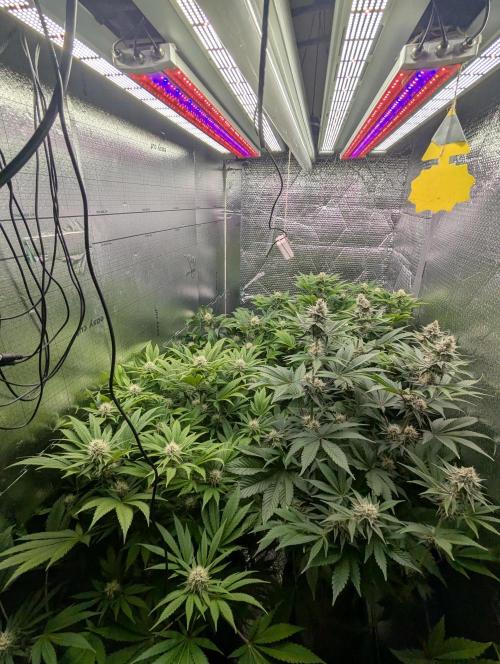 Biotabs/Autopot.- Triple Cheese. Week 10