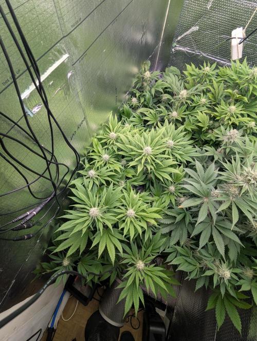 Biotabs/Autopot.- Triple Cheese. Week 10