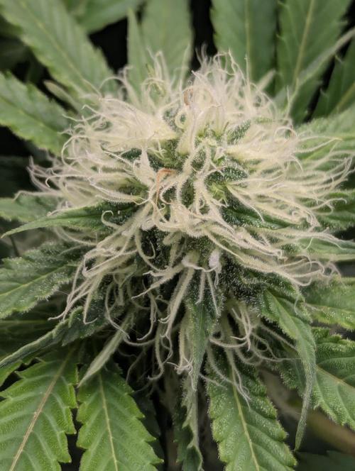 Biotabs/Autopot.- Triple Cheese. Week 10