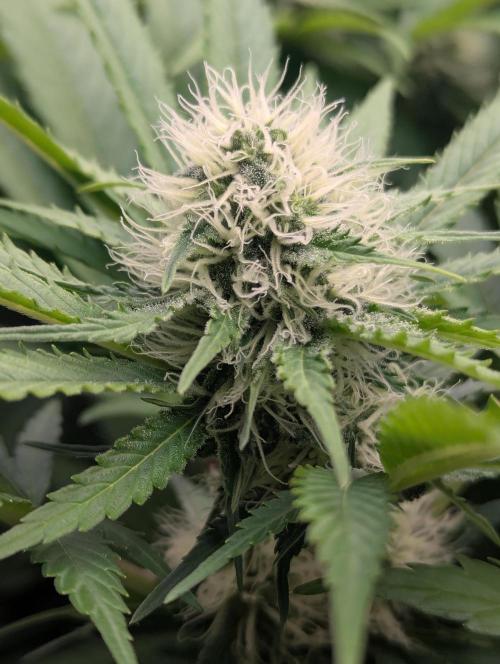 Biotabs/Autopot.- Triple Cheese. Week 10