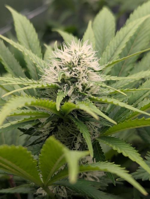 Biotabs/Autopot.- Triple Cheese. Week 10