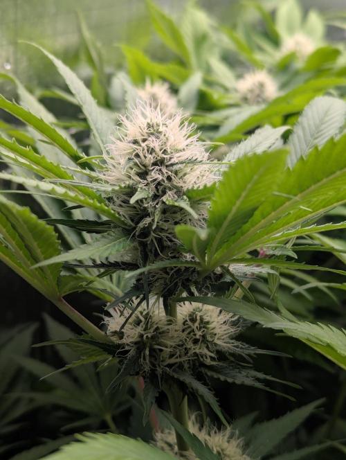 Biotabs/Autopot.- Triple Cheese. Week 11