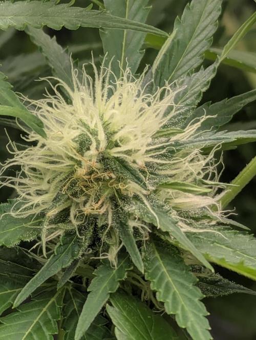 Biotabs/Autopot.- Triple Cheese. Week 11