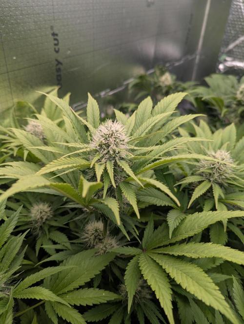 Biotabs/Autopot.- Triple Cheese. Week 11