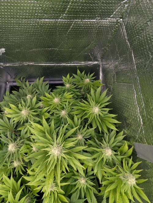 Biotabs/Autopot.- Triple Cheese. Week 11