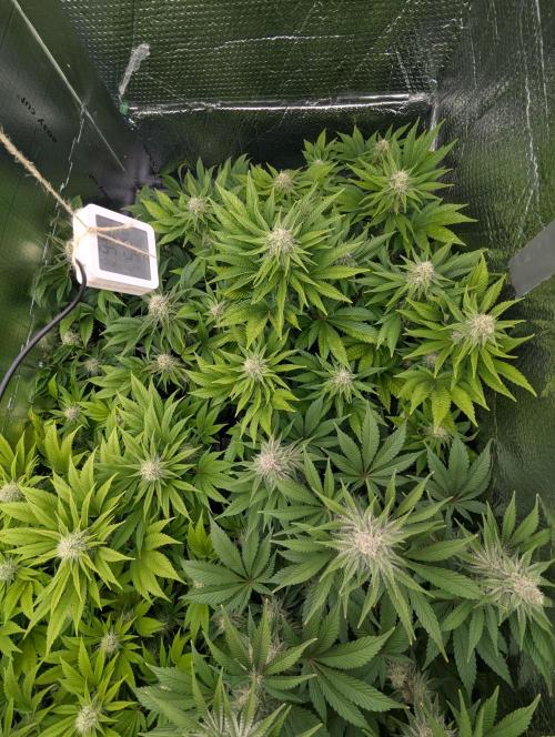 Biotabs/Autopot.- Triple Cheese. Week 11