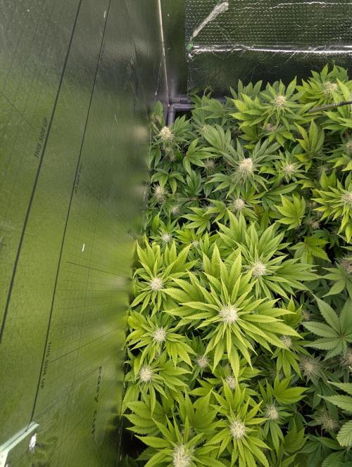 Biotabs/Autopot.- Triple Cheese. Week 11
