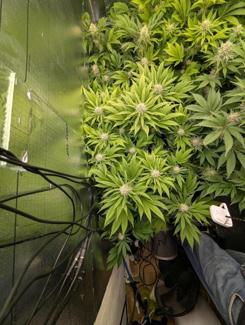 Biotabs/Autopot.- Triple Cheese. Week 11