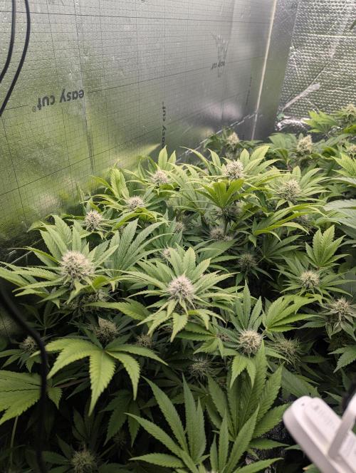 Biotabs/Autopot.- Triple Cheese. Week 11