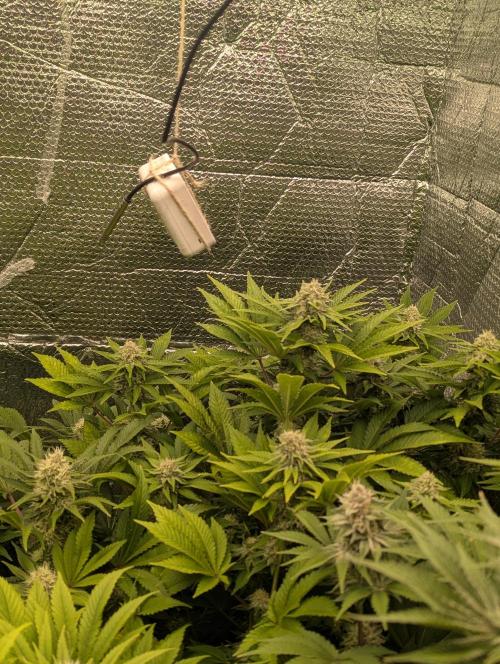 Biotabs/Autopot.- Triple Cheese. Week 11